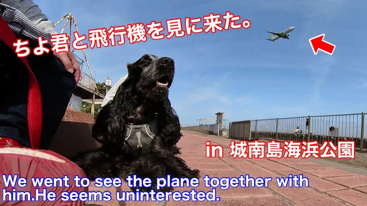 【城南島海浜公園】飛行機には興味がないイングリッシュコッカースパニエル【ちよ君】癒し #Shorts