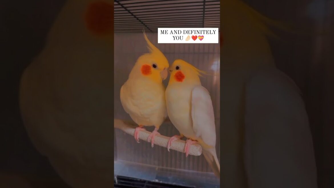 Cutest couple 😍😍 #kitty #puppy #wildlife #funny #shorts #budgies #couple