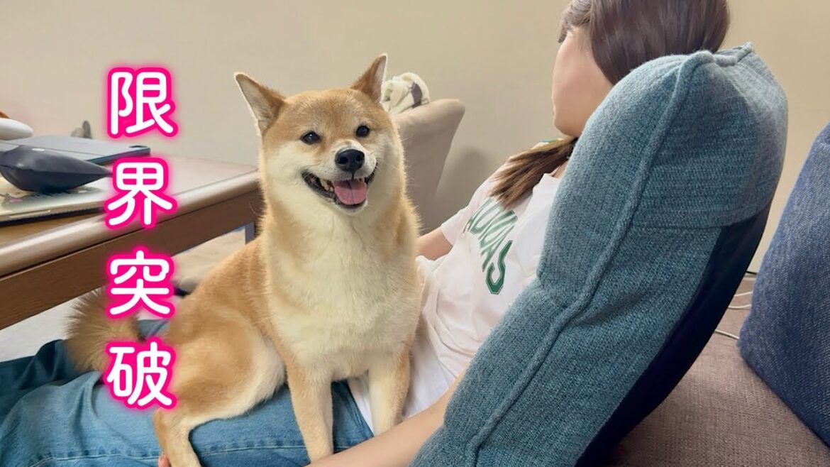 雷が落ちたのにママが爆睡という緊急事態で平然を装いなんとかやり過ごそうとする柴犬 雷が落ちたのにママが爆睡という緊急事態で平然を装いなんとかやり過ごそうとする柴犬