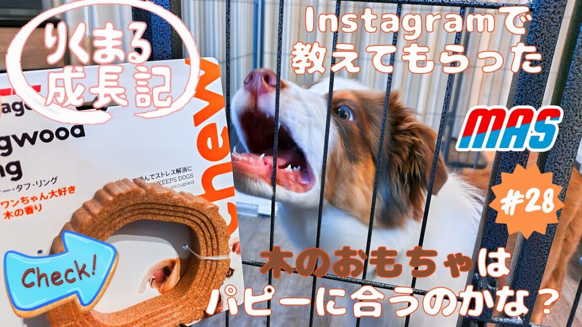 【小ネタあり】 りくまる成長記  #28  #ミニチュア・アメリカン・シェパード ( #MAS ) #Miniature #American #Shepherd