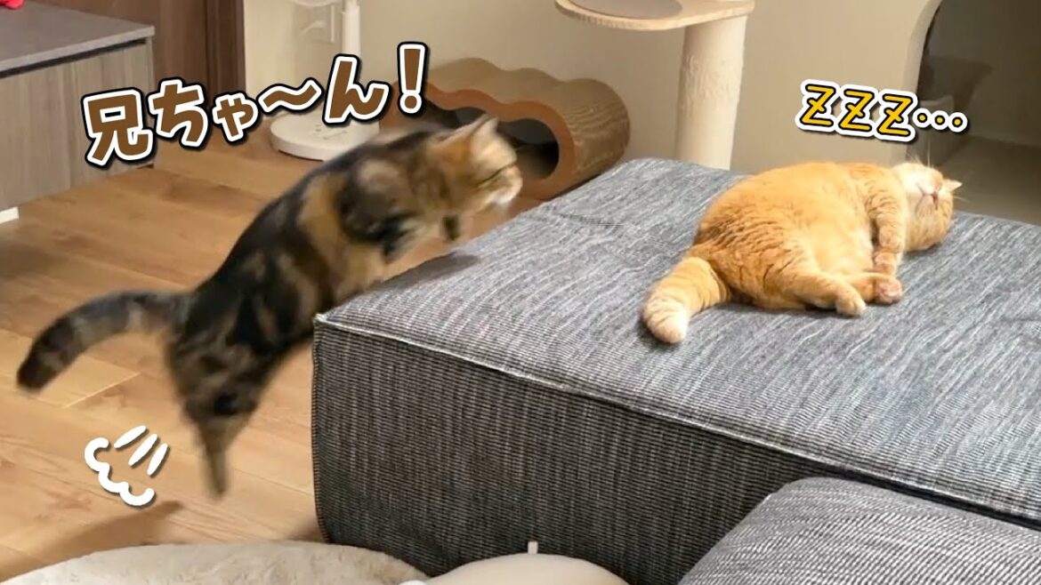 寝ている兄猫に構ってほしくて何度もちょっかいをかける弟猫が可愛すぎる! 寝ている兄猫に構ってほしくて何度もちょっかいをかける弟猫が可愛すぎる!