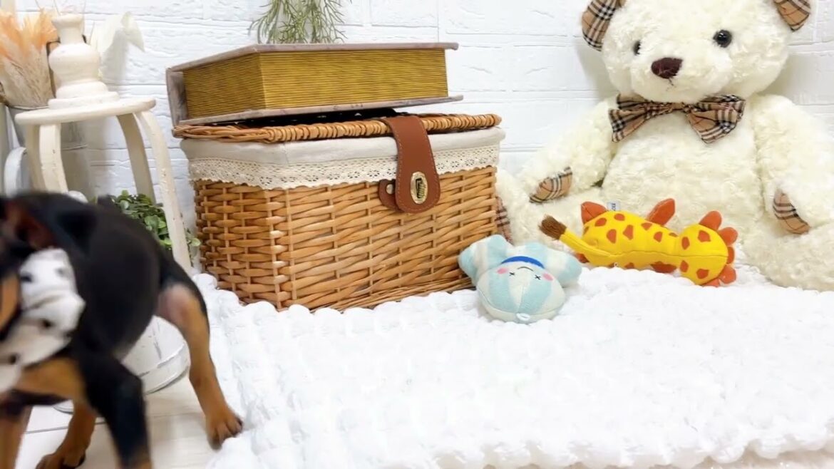 ペットショップ犬の家近江八幡店「190410」「ミニチュアピンシャー」