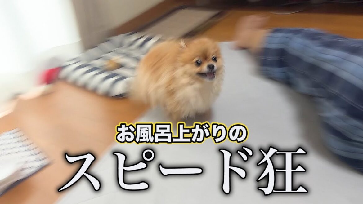 カメラが追えない程の速度を出すポメラニアン！