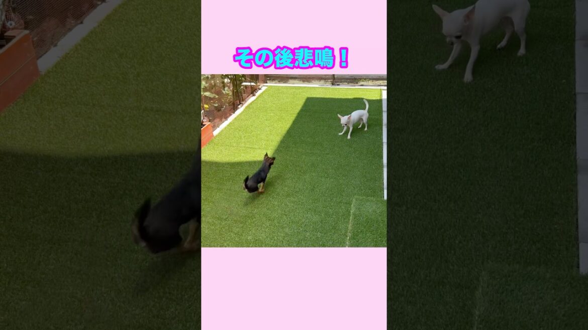 悲鳴をあげたテオにかけよるチワワ兄弟【多頭飼いスムチーず】 #chihuahua #チワワ #スムチーず 悲鳴をあげたテオにかけよるチワワ兄弟【多頭飼いスムチーず】 #chihuahua #チワワ #スムチーず