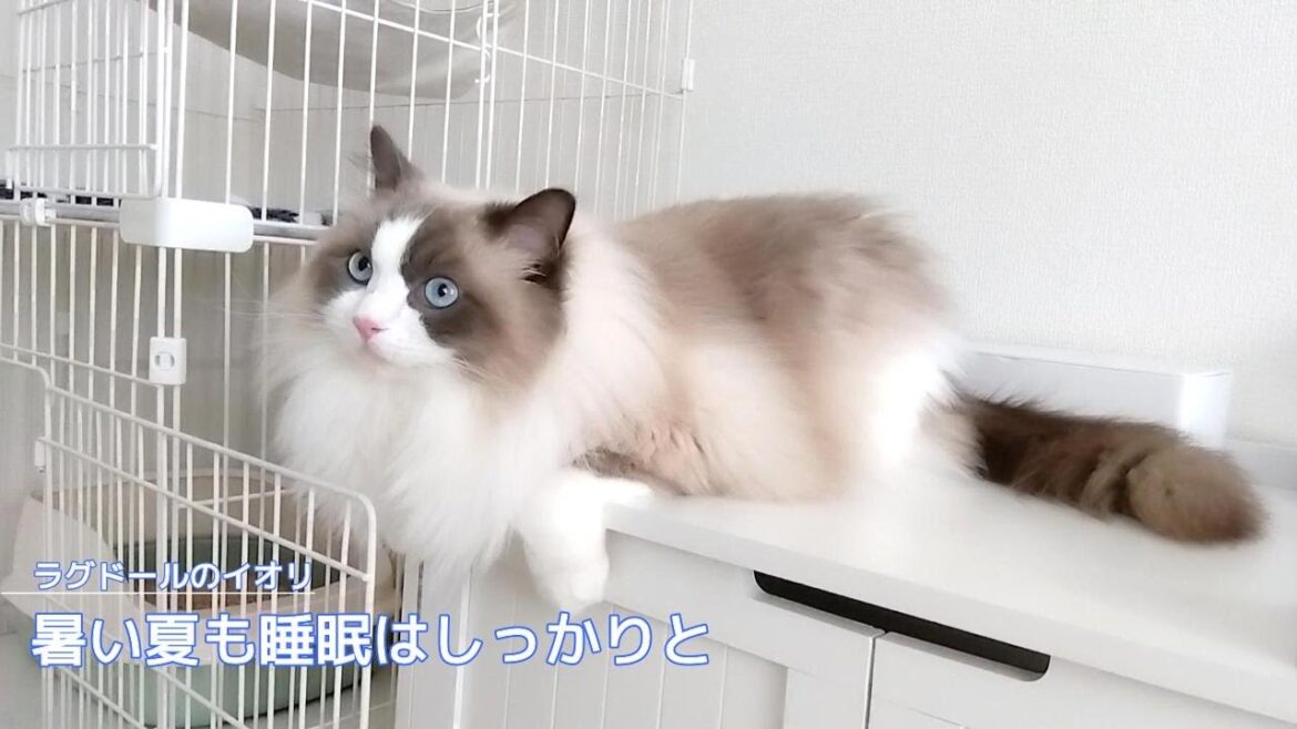 【ラグドール】暑い夏も睡眠はしっかりと