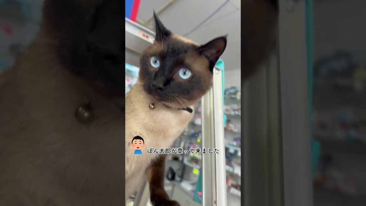 CS612 脚立に登る猫 #シャム猫