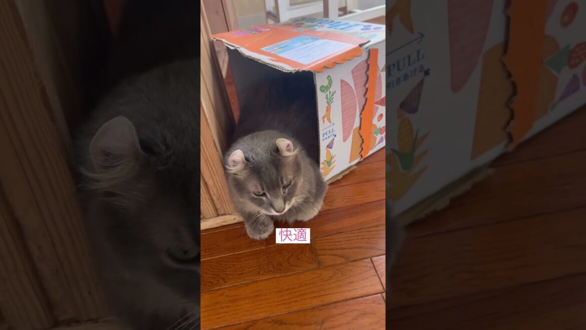 箱好き #ねこ動画 #アメリカンカール #catlife #animallife #animalshorts
