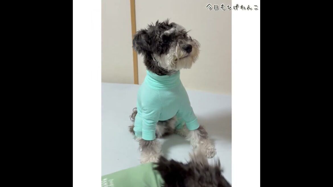 【ミニシュナ ベラ＆エーデル】「お手」大失敗！？ミニチュアシュナウザーの子犬と先輩犬のほっこり特訓日記?? #shorts #dog #ミニチュアシュナウザー #犬