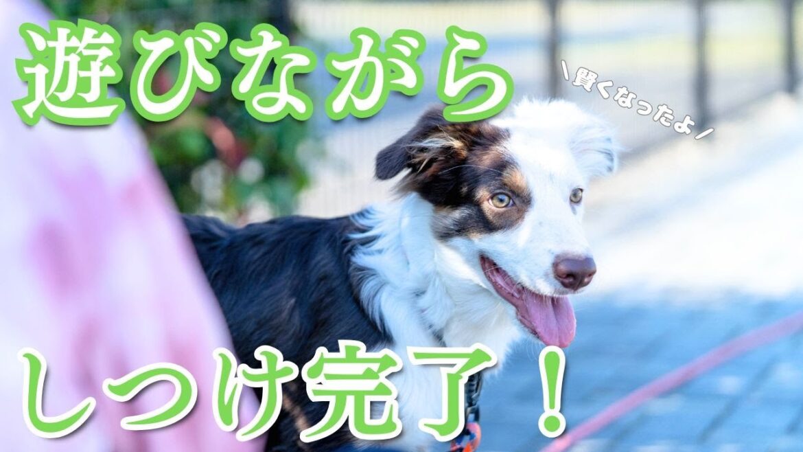【驚きの集中力】公園でフリスビー&しつけトレーニング!ボーダーコリーは本当に賢い! 【驚きの集中力】公園でフリスビー&しつけトレーニング!ボーダーコリーは本当に賢い!