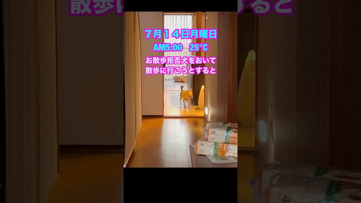 朝5時の散歩【多頭飼いスムチースムチー】 #チワワ #朝の散歩 #chihuahua