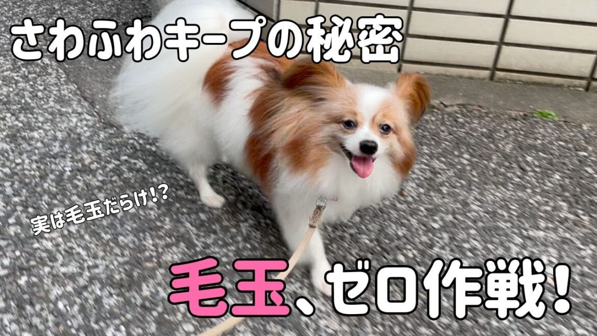 【毛玉対策】実は毛玉だらけ…?パピヨンもなか、サラサラの裏側!【もなか日記】 【毛玉対策】実は毛玉だらけ…?パピヨンもなか、サラサラの裏側!【もなか日記】