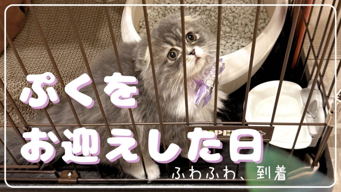 ぷく🐈‍⬛お迎え1日目の記録🐾✨