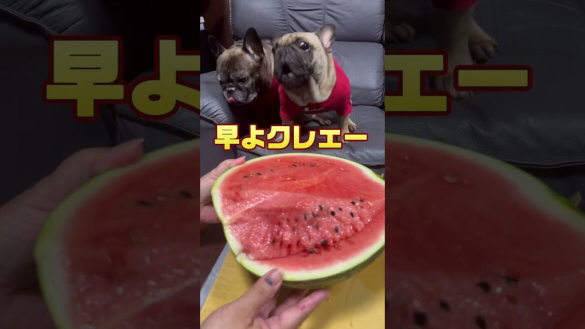 スイカにびっくりする犬#フレンチブルドッグ #frenchbulldog #スイカ #japanesedog #大好き