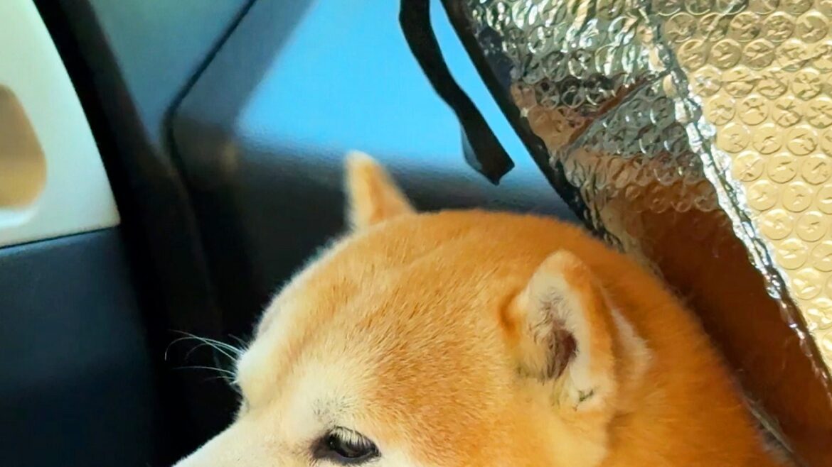 倒れてきたサンシェードを耳ピコピコで迎撃しつづける柴犬