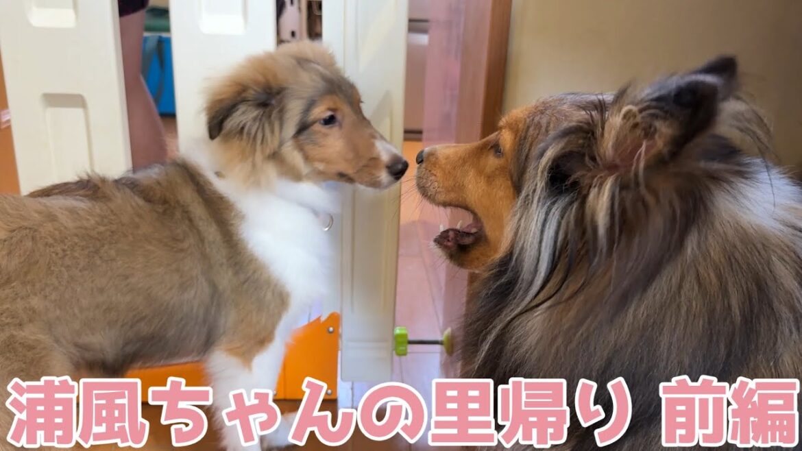 【シェルティ】浦風ちゃんの里帰り🐾【前編】 【シェルティ】浦風ちゃんの里帰り🐾【前編】