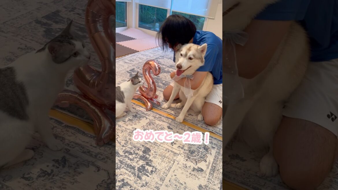 【誕生日】2歳になったハスキー#シベリアンハスキー #ハスキー #猫