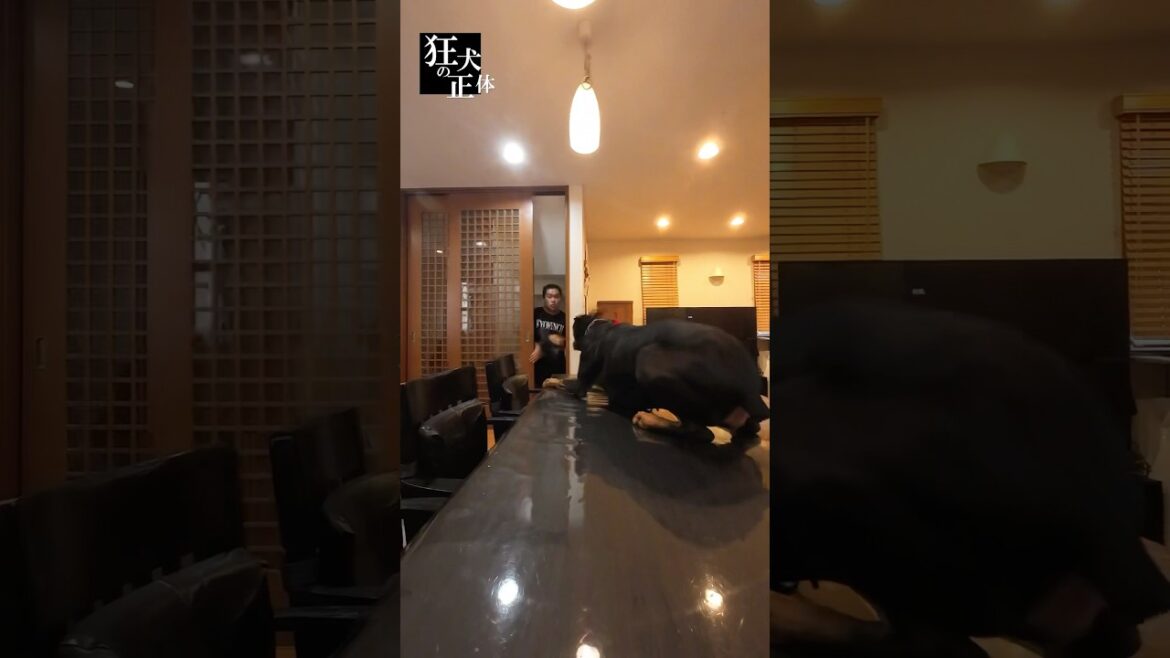 パパに机の上で休むドッキリ仕掛けたらやばかった #ドーベルマン #大型犬との暮らし