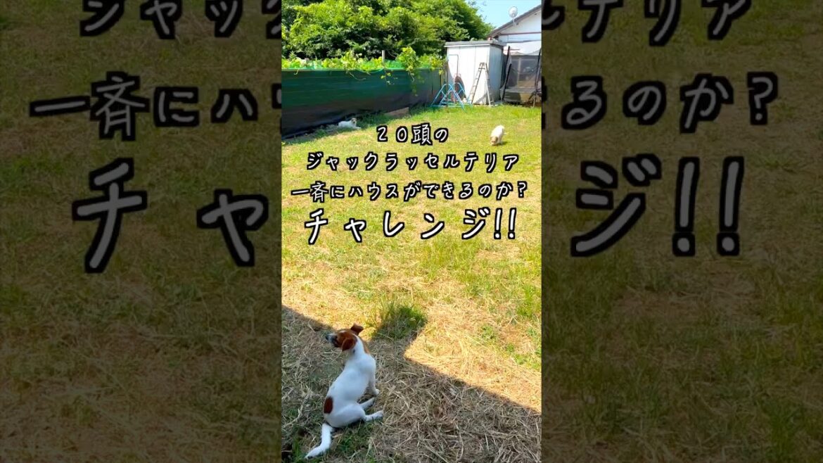 【ジャックラッセルテリア】２０頭のジャックラッセルテリアは一斉にハウスすることができるのか！？ハウスチャレンジ！！ #ジャックラッセルテリア #ジャックラッセルテリアのいる生活