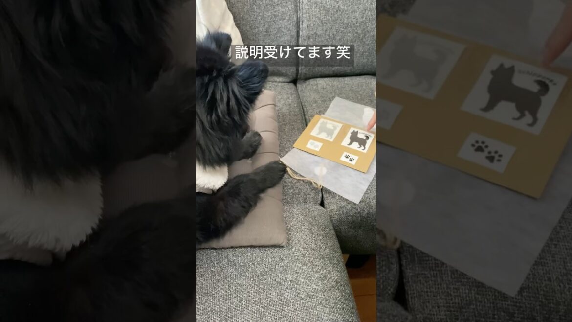 説明聞いてる笑チャーリー開封動画#スキッパーキ#犬 #保護犬 #dog#shorts