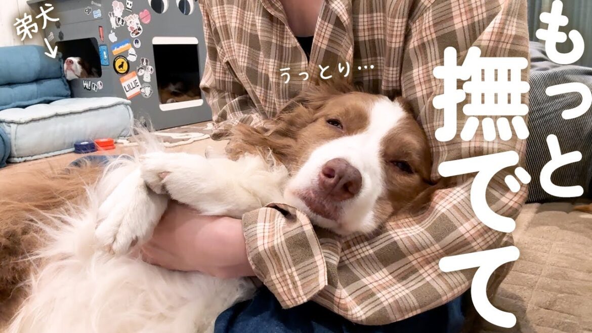 弟犬が寝てる間にママを独り占めしちゃう犬が可愛い♡【ボーダーコリー・オーストラリアンシェパード】