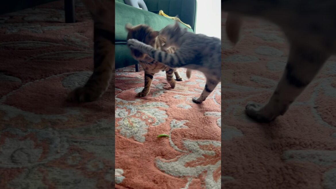イモムシを独占したいユキオさんが、シンタローをビンタ🤣#癒し動画 #仲良し猫 #猫のいる暮らし #ocicat #ベンガル#bengalcat #ねこ#イモムシ #虫好き