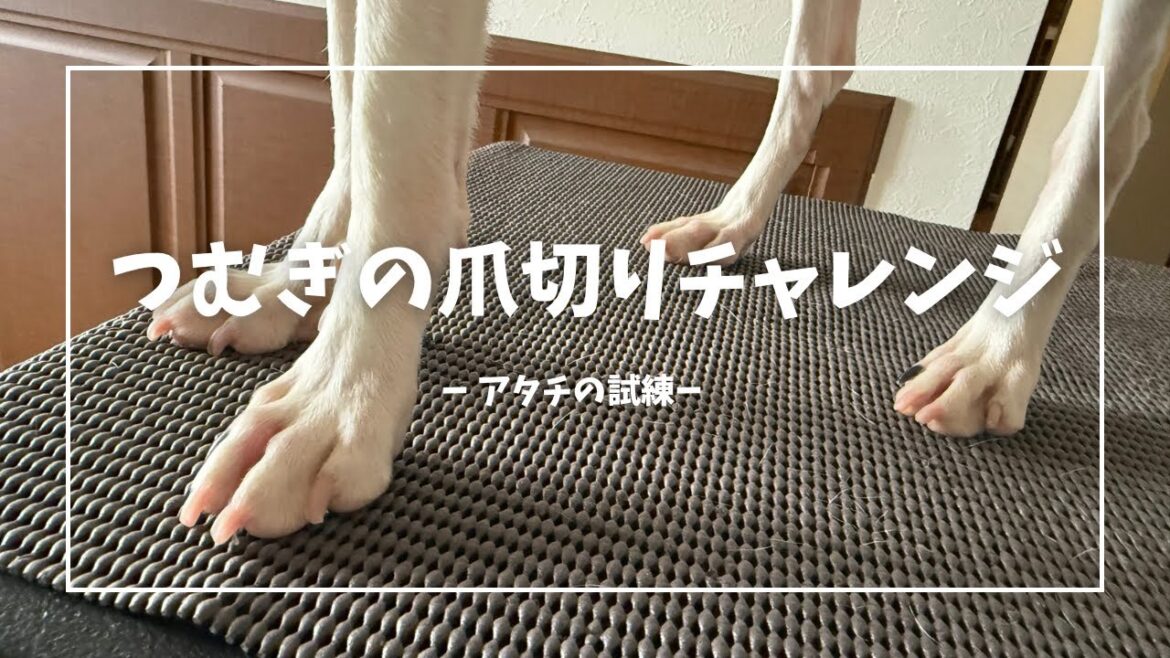 【日本テリアつむぎの】爪切りチャレンジ✨