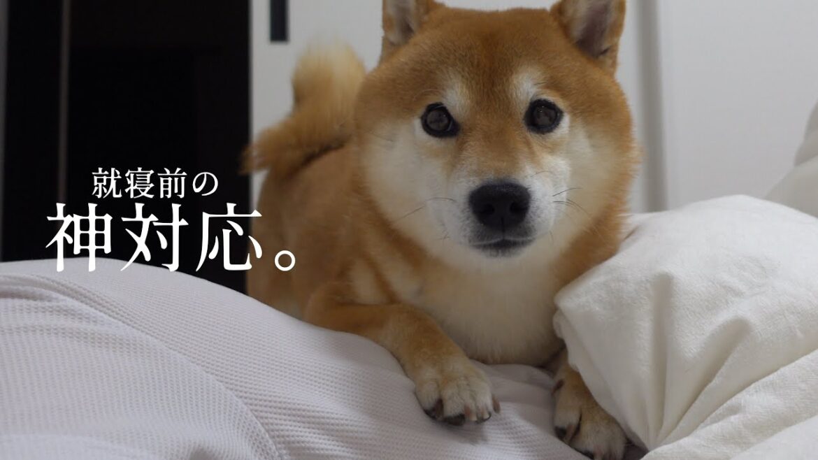 心が折れそうな夜、柴犬の何気ないこの行動で心が救われました。