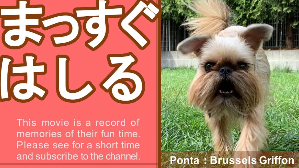 真っ直ぐ走る。ただそれだけ【ブリュッセルグリフォン / Brussels Griffon】
