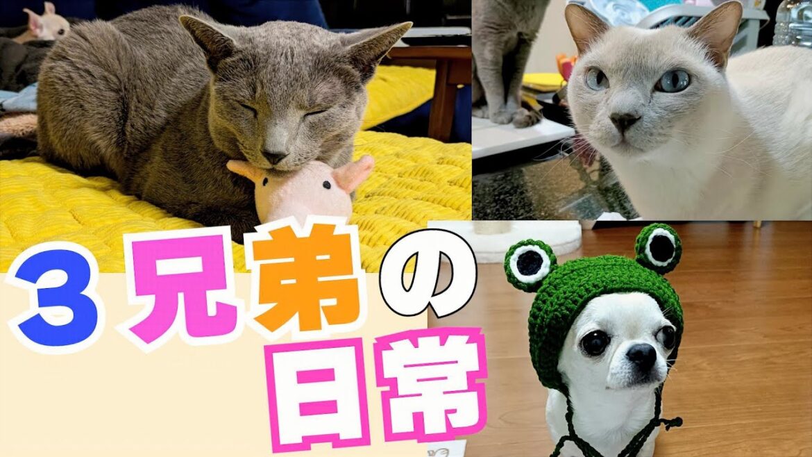 【猫と犬のいる日常8】【ロシアンブルー×トンキニーズ×チワワ】3兄弟とパパのコミュニケーション(#152) 【猫と犬のいる日常8】【ロシアンブルー×トンキニーズ×チワワ】3兄弟とパパのコミュニケーション(#152)