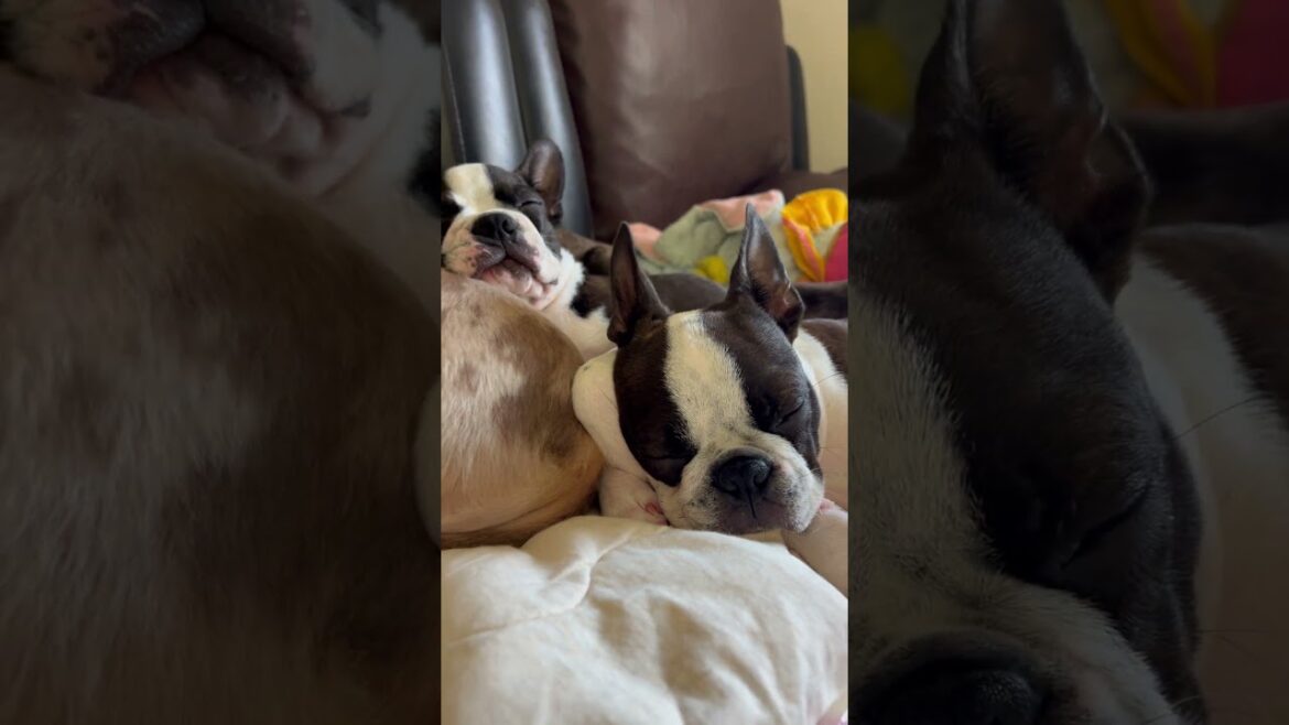 皆様の御心、頂きます。　#puppy #ボストンテリア #bostonterrier #いぬのいる暮らし #うめ #pets #ルパン三世