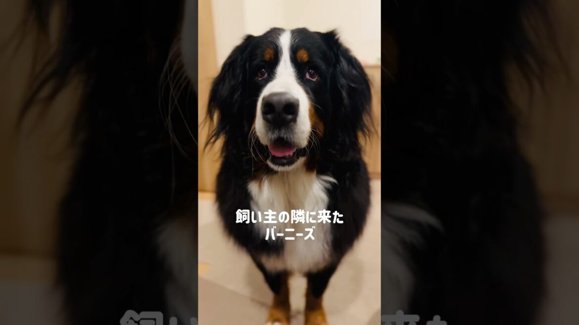 構ってちゃん発動中❤️無言でアピールをしてくるバーニーズ🐾