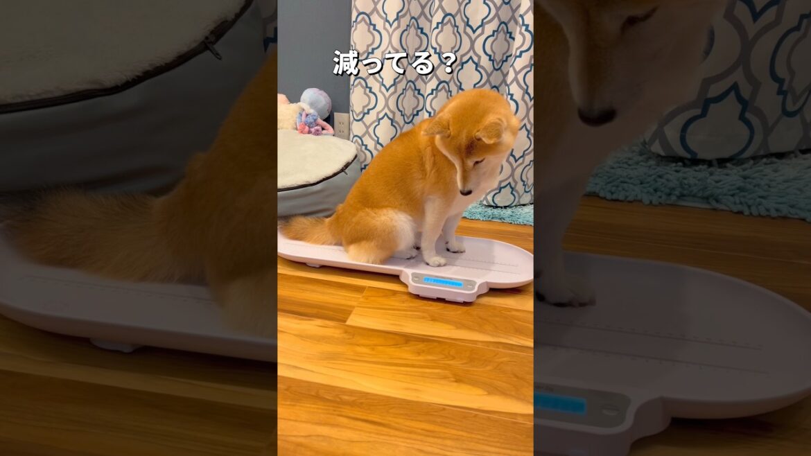 測定日🐶💦（ポン編）#柴犬 #チワワ #shorts