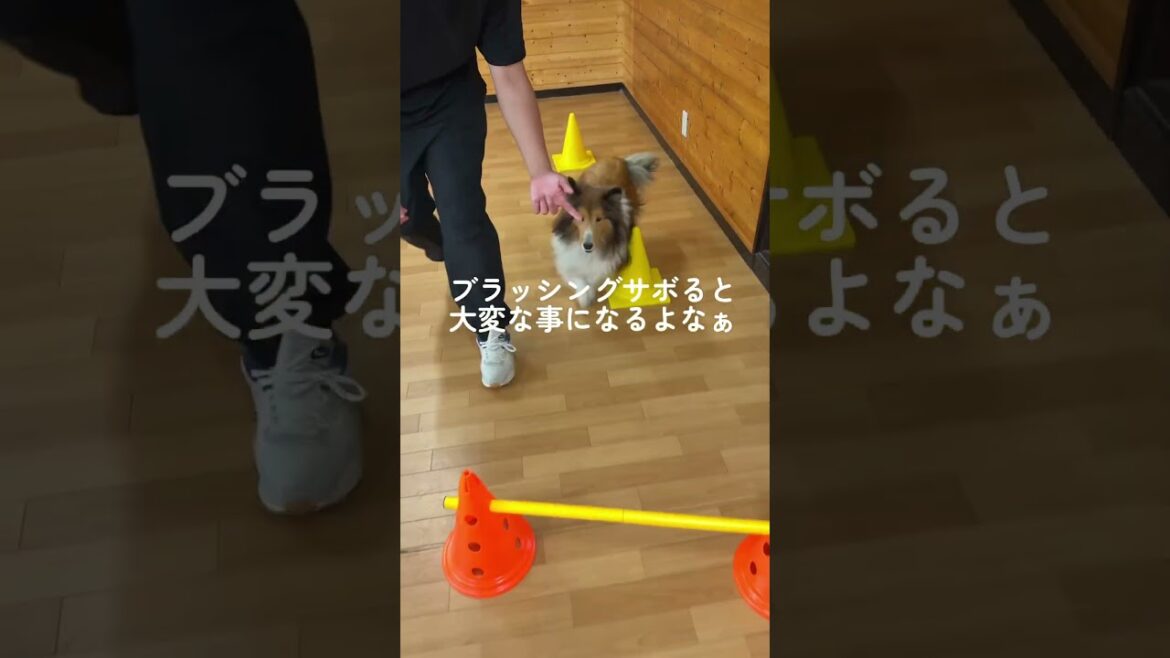 あるあるだよね？🙂‍↕️#シェルティ