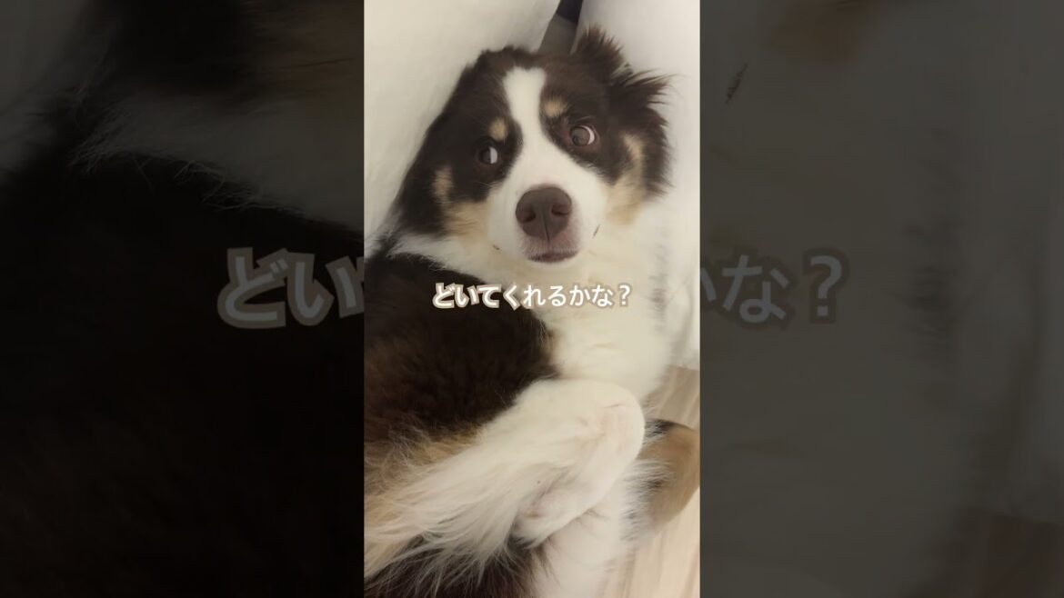 可愛いすぎてどかされないオーストラリアンシェパード#いぬすたぐらむ #いぬのいる生活 #可愛い #愛犬 #犬のいる暮らし #癒し #オーストラリアンシェパード #ペット#dog #puppy