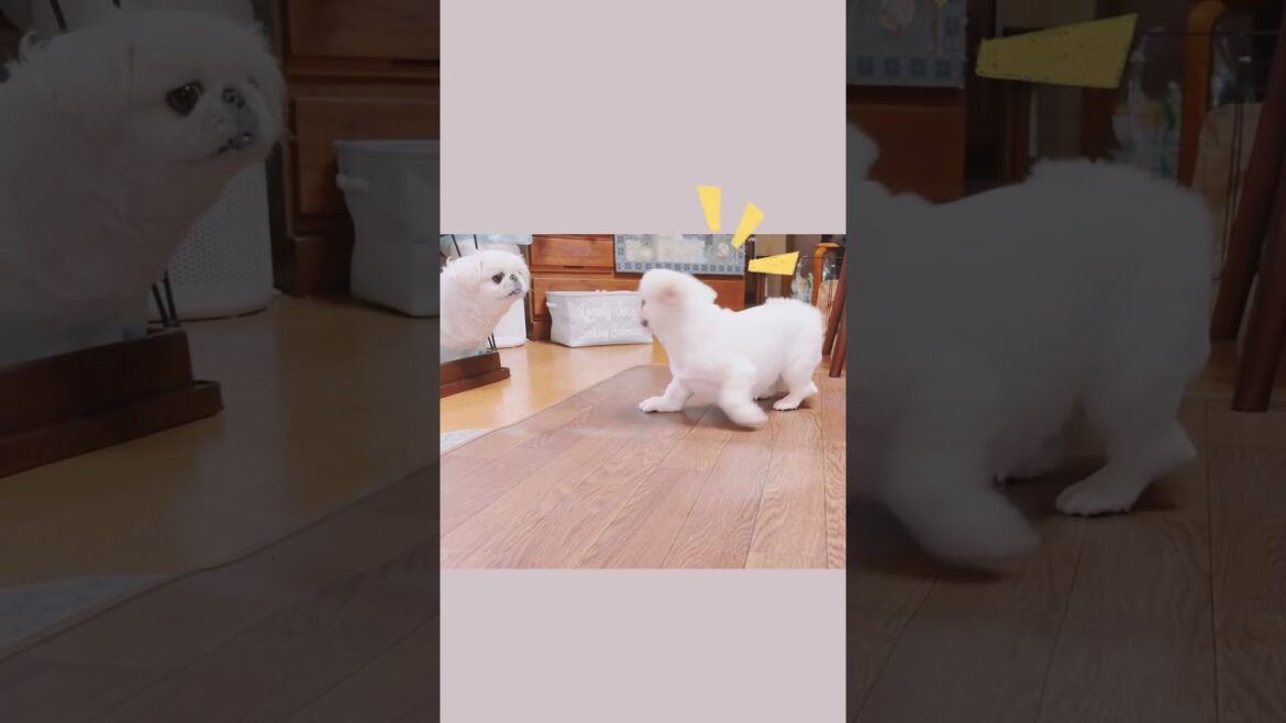 トイレ中なのにね😂#shorts #ペキニーズ #犬のいる生活