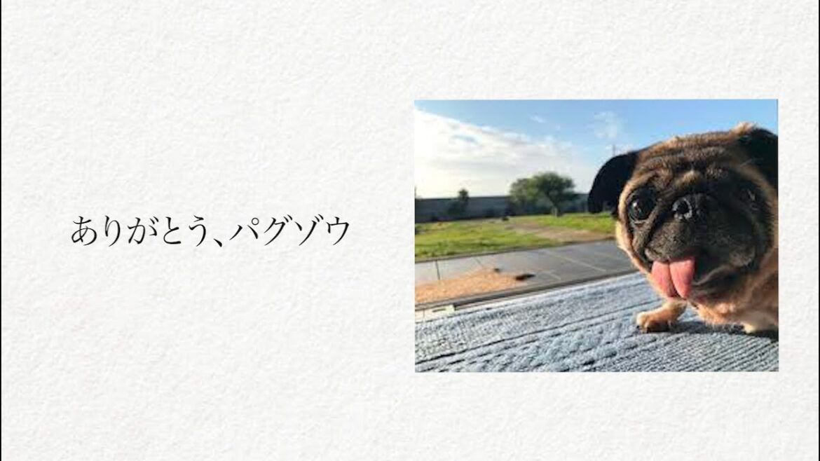 ありがとう、パグゾウ