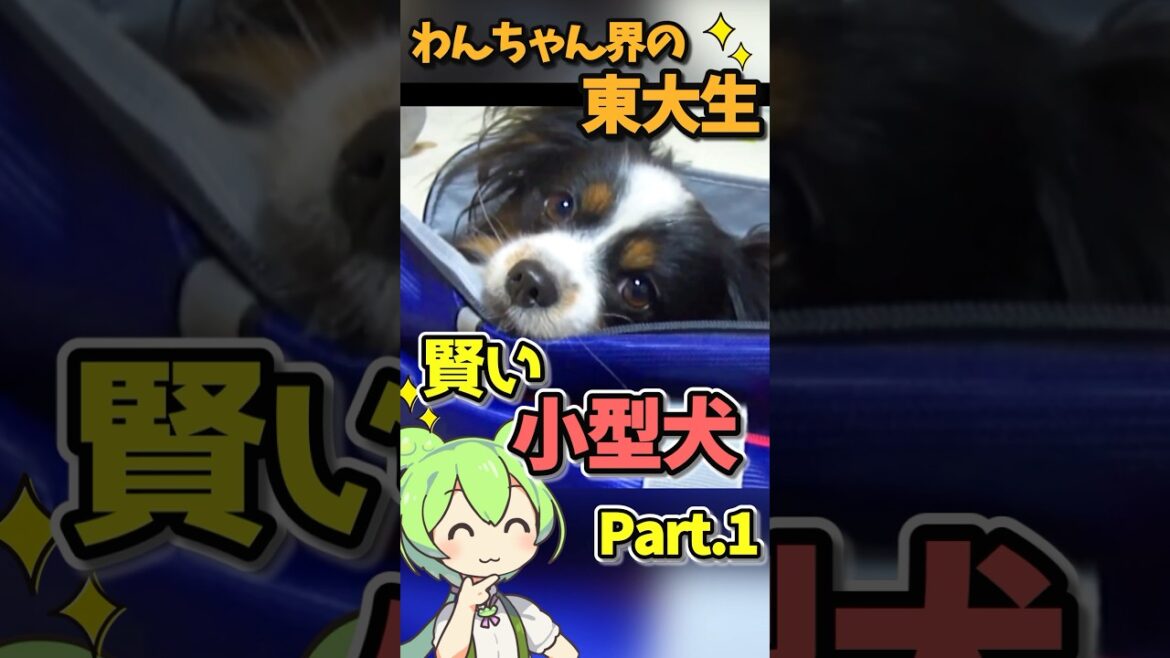 【賢い小型犬】#犬 #小型犬 #パピヨン #ミニチュアシュナウザー