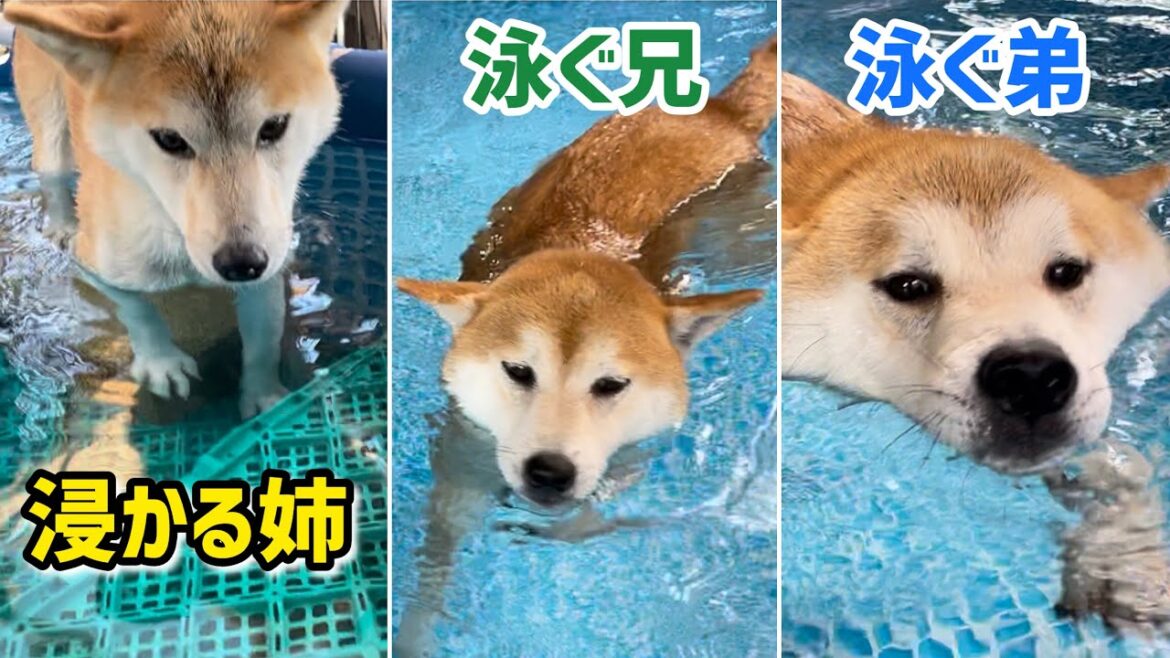 毎年泳がない柴犬たちが今年は進化中でプールが大活躍です！