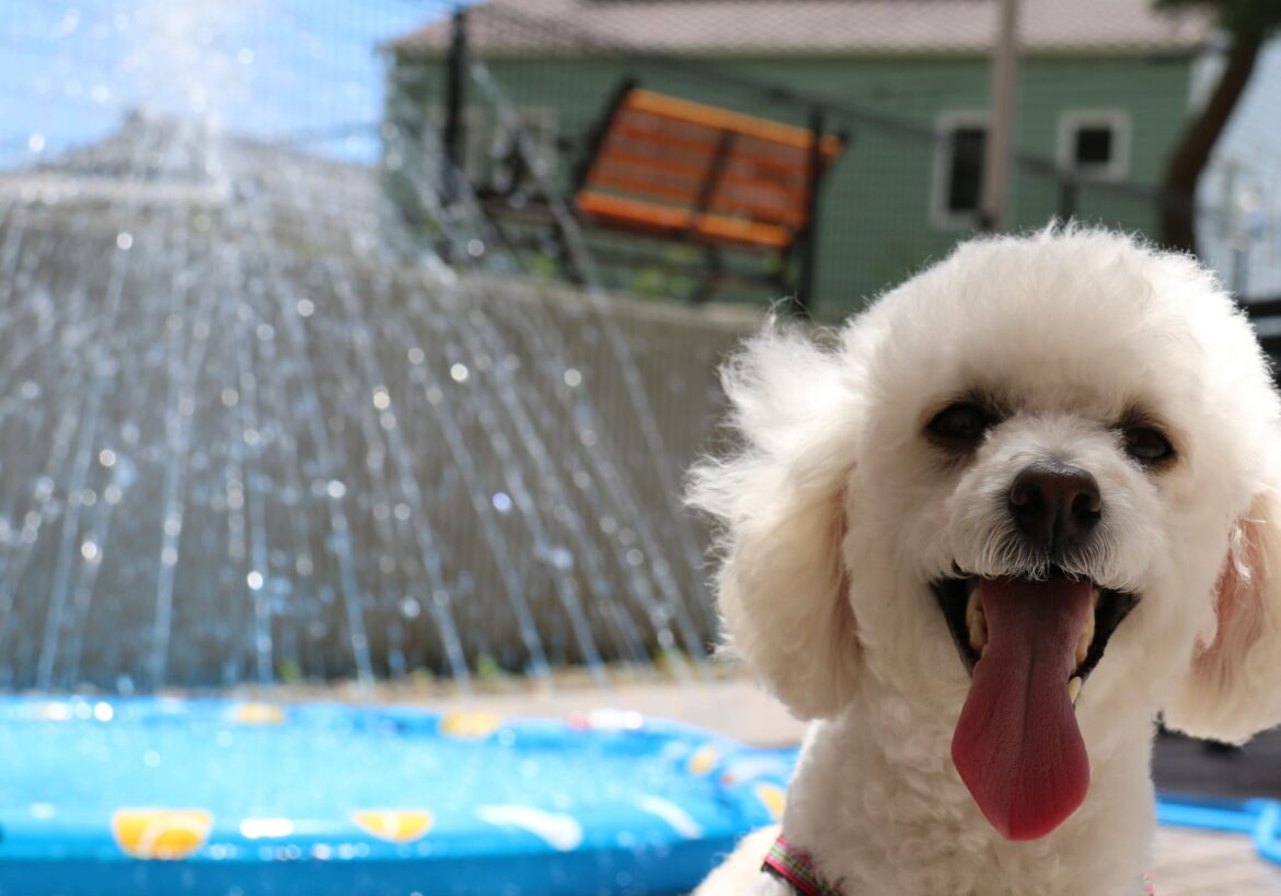 【茨城県大洗町・Doggy’s Coast Oarai】”ワンちゃん”と夏を楽しむ『Summer in Oarai with a Dog』開始しました！