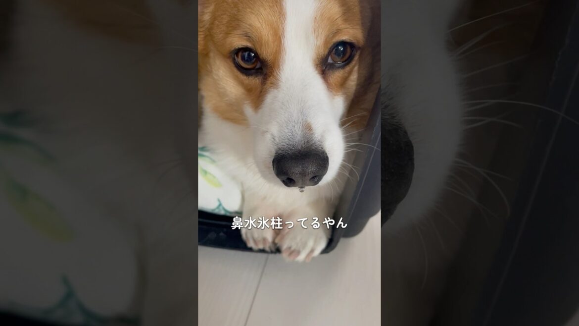 調べたら透明で水ぽいのは生理現象らしい#コーギー#コーギー犬#コーギーのいる暮らし #犬 #犬のいる暮らし #犬のいる生活 #corgi #dog