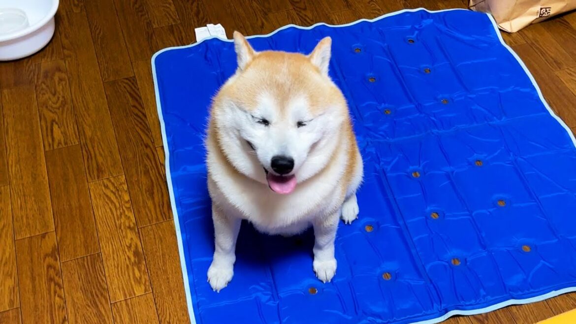 散歩から帰るとひんやりシートが敷かれていて嬉しい柴犬