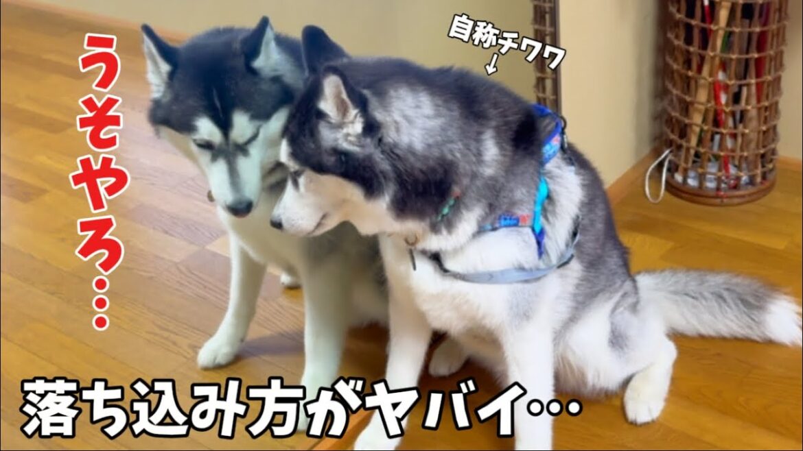 【小型犬だと思い込んでいたハスキー】初めて鏡で自分の顔を見た時の反応がヤバすぎました…