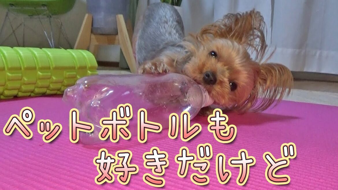 【ヨークシャテリア】遊ぶことより嬉しいのは?【Yorkshire Terrier】 【ヨークシャテリア】遊ぶことより嬉しいのは?【Yorkshire Terrier】