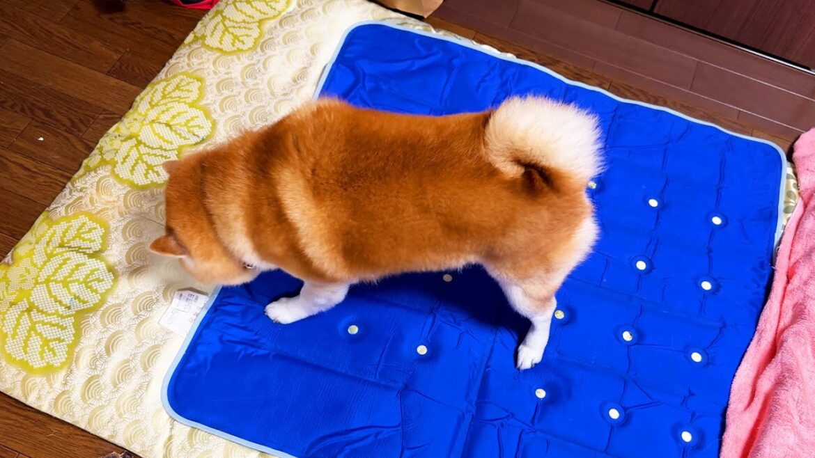 あがあがの成果を急いで確認する柴犬 あがあがの成果を急いで確認する柴犬