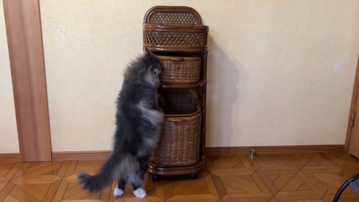 【お手本⁇】初めて見るランドリーバスケットを気に入っちゃった♪ノルウェージャンフォレストキャットとターキッシュアンゴラ 【お手本⁇】初めて見るランドリーバスケットを気に入っちゃった♪ノルウェージャンフォレストキャットとターキッシュアンゴラ