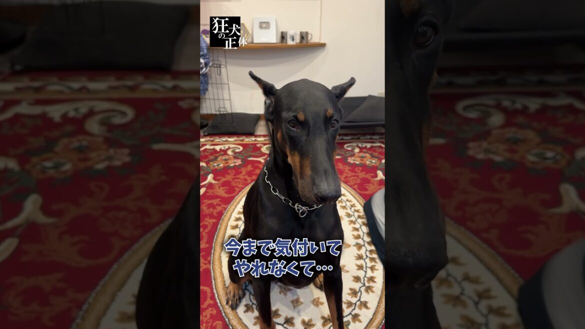 ドーベルマンに衝撃の告白… #ドーベルマン  #大型犬との暮らし