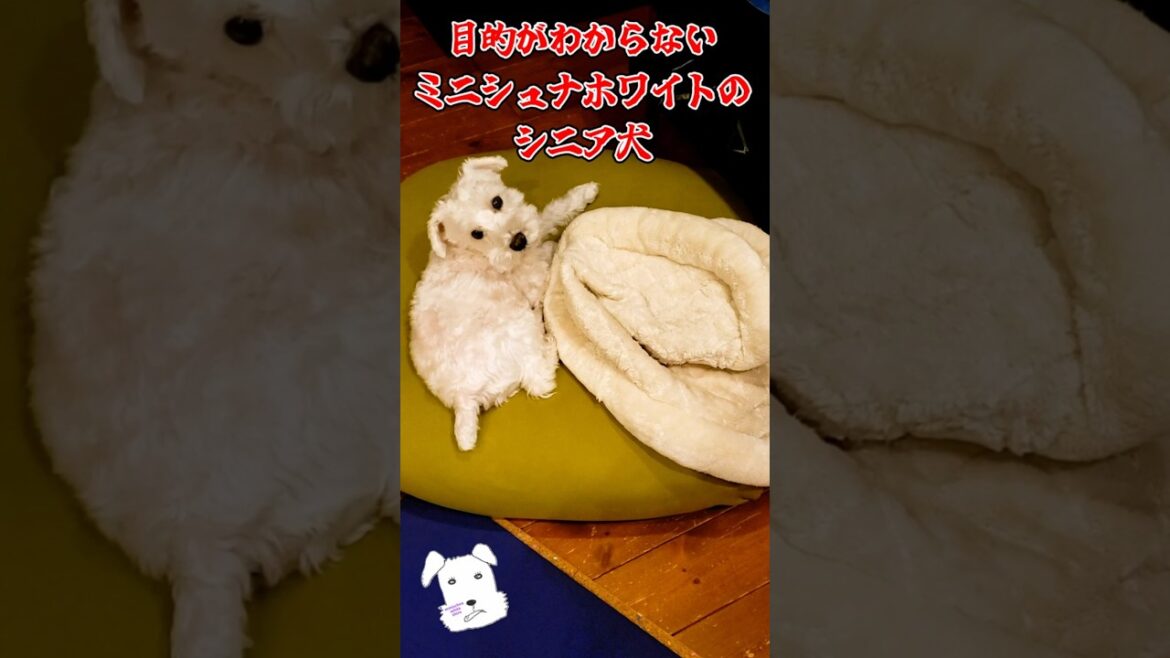 目的がわからないミニシュナホワイトのシニア犬 #shorts #ミニチュアシュナウザー #ミニシュナ #白シュナ #シニア犬 #miniatureschnauzer