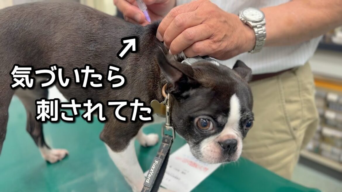 刺されてもまったく動じない犬 刺されてもまったく動じない犬