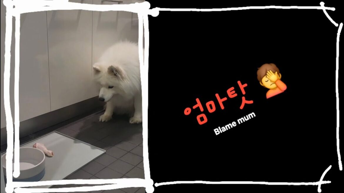 Fun Analysis of Samoyed's multilingual understanding (🚨Unscientific) | 다국어 이해? 재미난 분석 (단, 완전 비과학적)