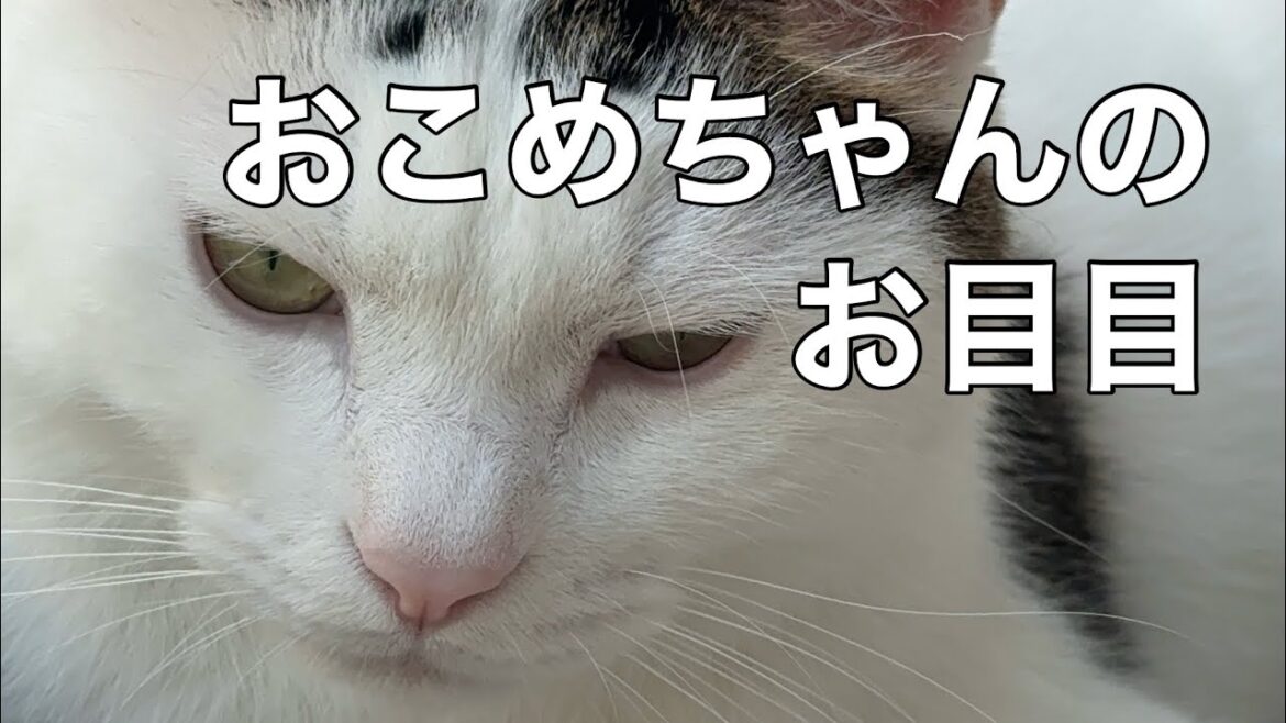 目の調子が悪かったおこめちゃんは…